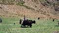images/_pics/t_01_23_155_014.jpg